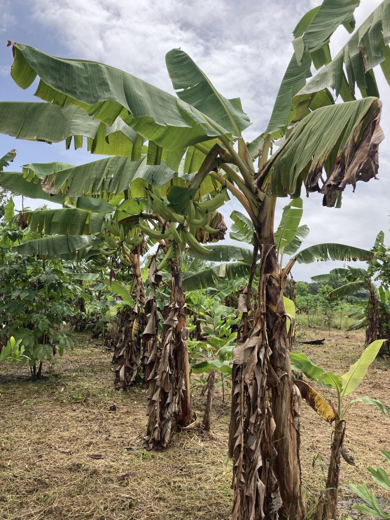 Des bananiers en pleine terre, cultivés sur un sol nourri grâce au compost issu des biodéchets valorisés par Promo'Terre.