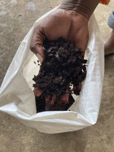 Main tenant du compost mûr au-dessus d’un sac de conditionnement, stade final du processus de compostage chez AGRECO